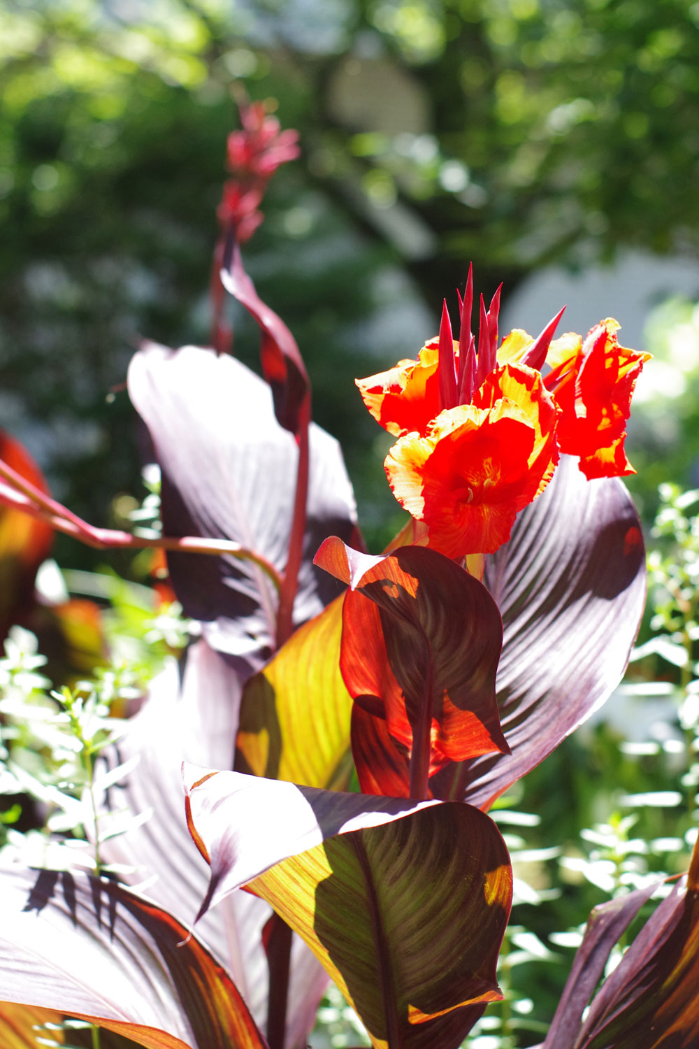 ゴショクバカンナ