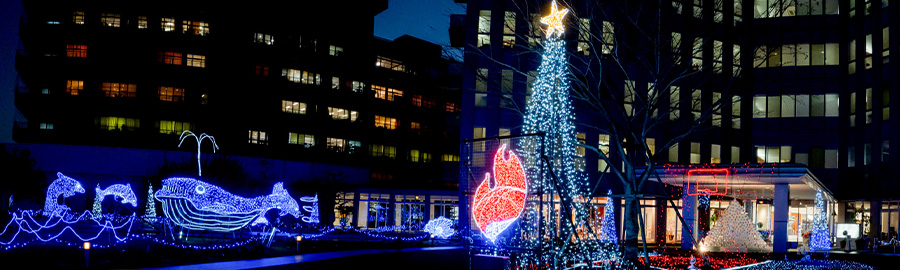 桜十字サンクスイルミネーション
